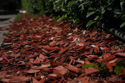 Red wood