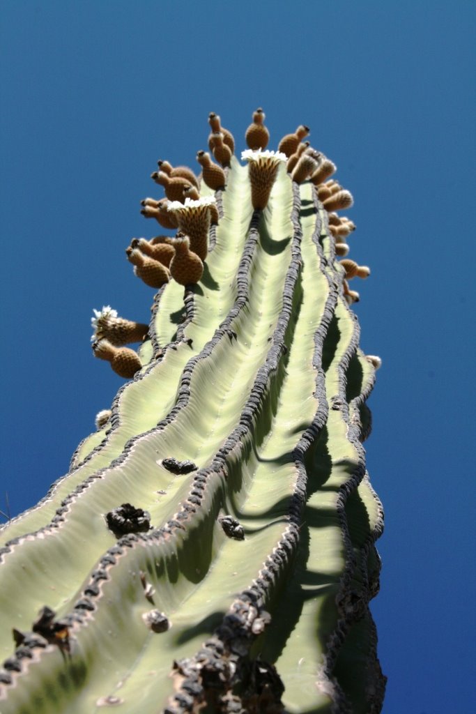 [cacti+3.jpg]