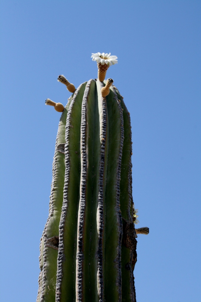 [cacti+4.jpg]