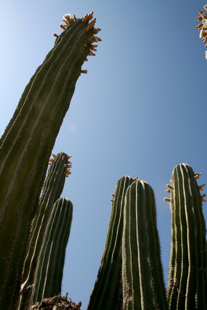 [cacti+1.jpg]