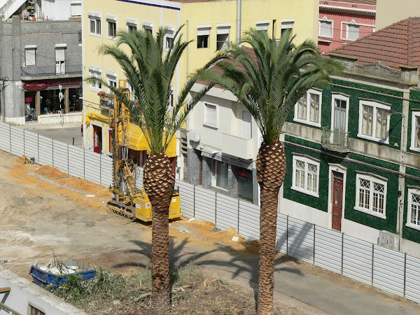 As palmeiras que foram deslocadas