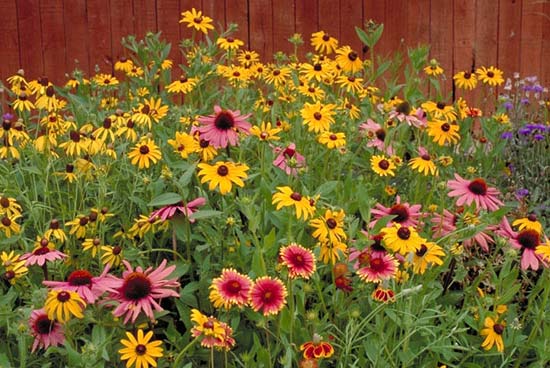 Textual description of firstImageUrl