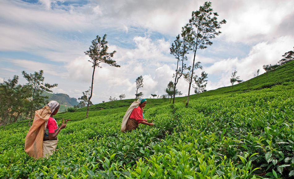 lepton tea lepton tea