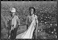 Young Cotton Pickers children picking cotton