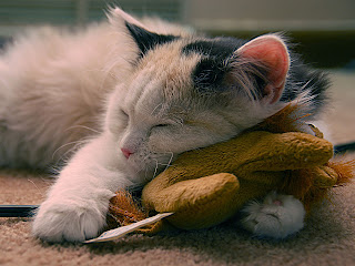Animal wallpapers for desktop 3d Animal wallpapers for desktop 3d