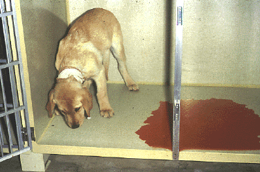 Képtalálat a következőre: „parvo enteritis dog”
