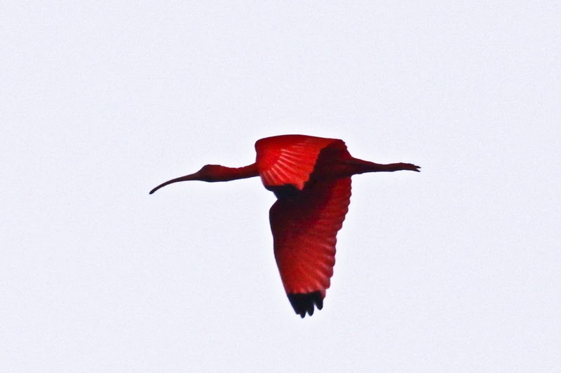 the scarlet ibis critical thinking Critical viewing introductionwmv - section 2: and are familiar with the concepts driving critical viewing and critical thinking the scarlet ibis reading. the scarlet ibis critical thinking Critical viewing introductionwmv - section 2: and are familiar with the concepts driving critical viewing and critical thinking the scarlet ibis reading.