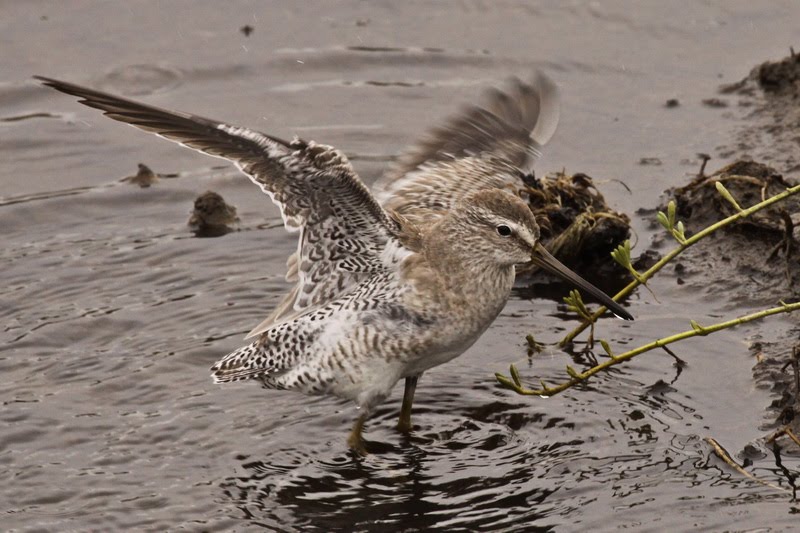 Tails of Birding Shorebirds on South Padre Island