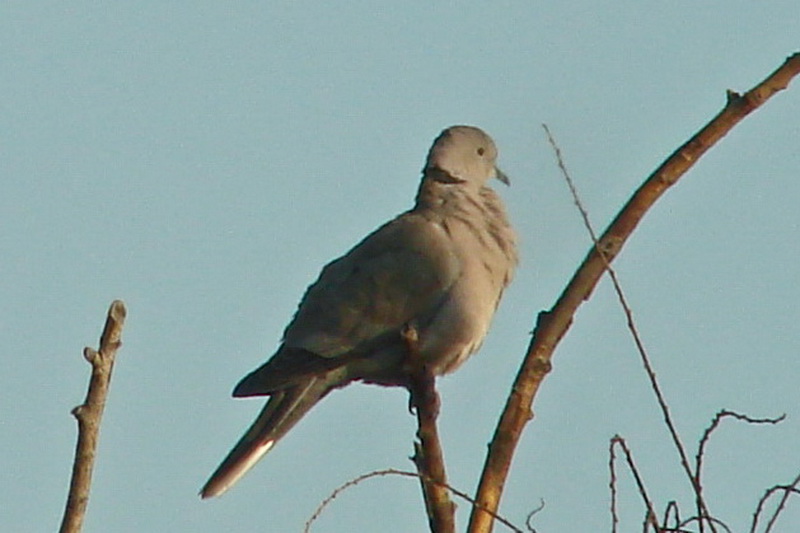 [EUCD+007a_resize.jpg]