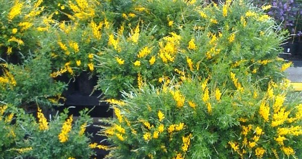 scotch broom and sweet broom scotch broom and sweet broom