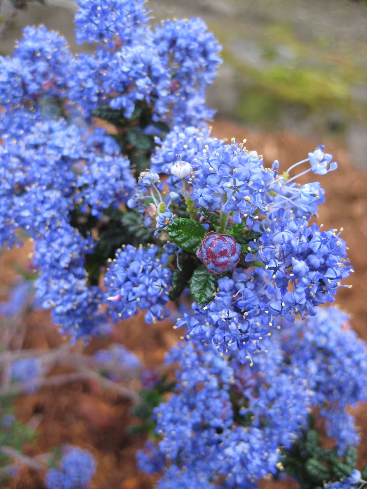 california native bees