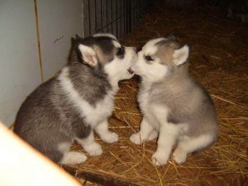 medium_Husky_Puppies.2.jpg