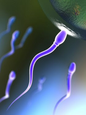 கோடி உயிரில் ஒரு உயிர் - வித்தியாசமான புகைப்படம் Sperm+Cells+%286%29
