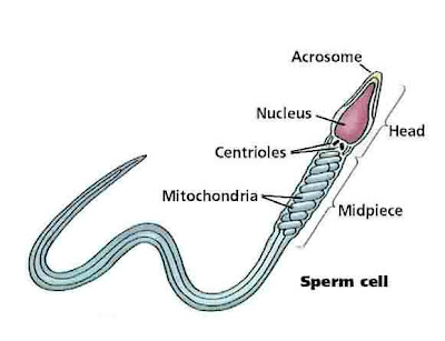 கோடி உயிரில் ஒரு உயிர் - வித்தியாசமான புகைப்படம் Sperm+Cells+%281%29