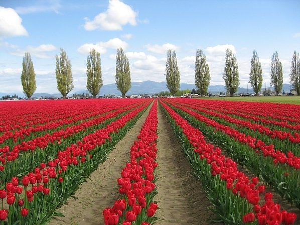 "துலிப் மலர் தோட்டம்" - தரையில் விரிக்கப்பட்ட அற்புதமான அழகுகள் Tulip+Fields+%2810%29