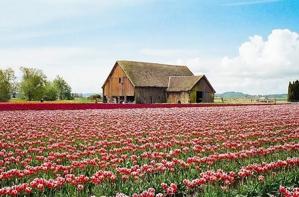 "துலிப் மலர் தோட்டம்" - தரையில் விரிக்கப்பட்ட அற்புதமான அழகுகள் Tulip+Fields+%288%29