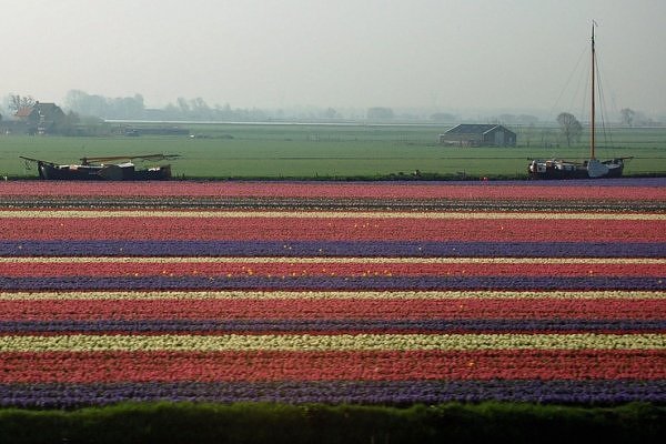 "துலிப் மலர் தோட்டம்" - தரையில் விரிக்கப்பட்ட அற்புதமான அழகுகள் Tulip+Fields+%287%29