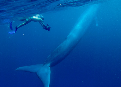 Biggest Animal In World-Blue Whale Blue+Whale+Photos+%284%29
