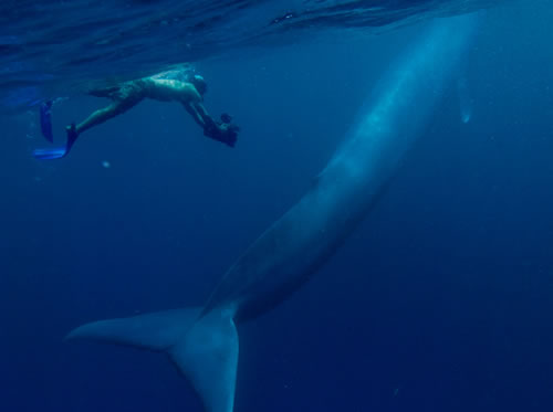 சிறந்த புகைப் படங்கள்.04 Blue+Whale+Photos+%2820%29