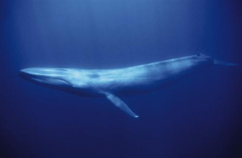 Blue Whale Biggest Animal Of