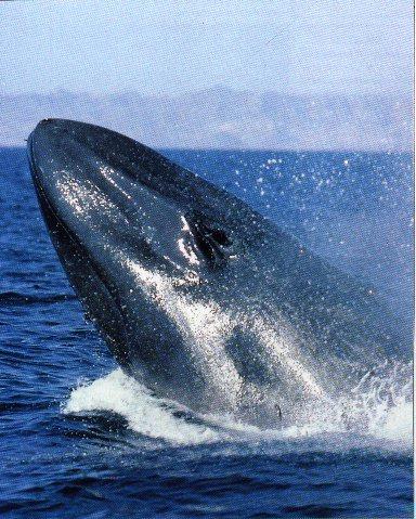 Biggest Animal In World-Blue Whale Blue+Whale+Photos+%288%29