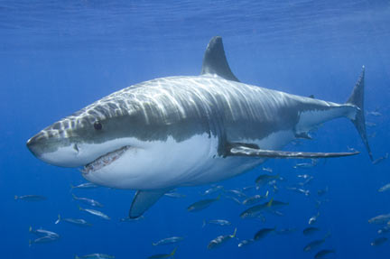 சிறந்த புகைப் படங்கள்.05 Dangerous+Shark+Photos+%284%29