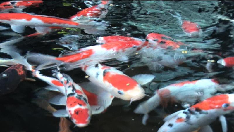 Facts Around Us Koi Carp Fish Colorful Koi Fish