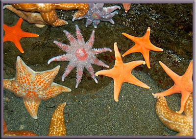 நட்சத்திர மீன் Star+Fish+Collection+%2818%29