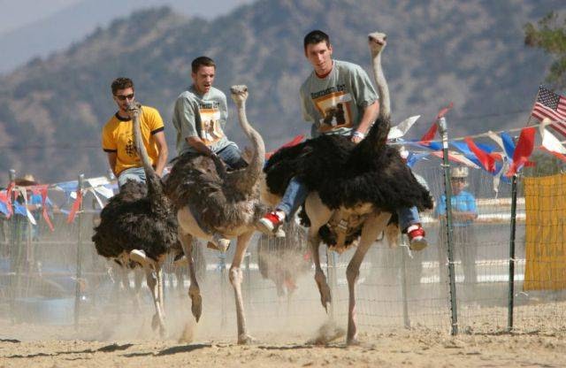 Amaze Pics & Vids: "Ostrich Festival" Ostrich Race Photos - Arizona, USA...