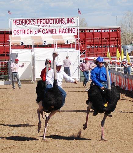 Amaze Pics & Vids: "Ostrich Festival" Ostrich Race Photos - Arizona, USA...
