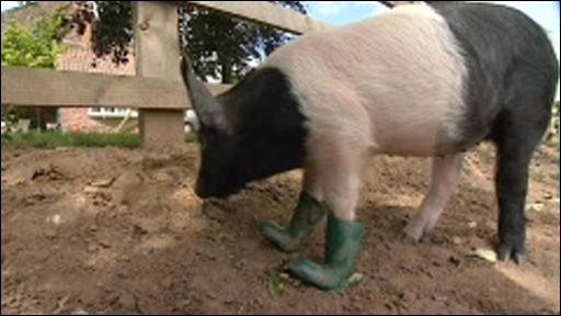 Boot Wearing Pig