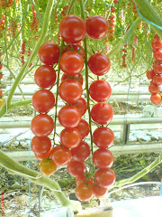 tomates cerises en grappe