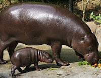 Really Long Hippo Fart