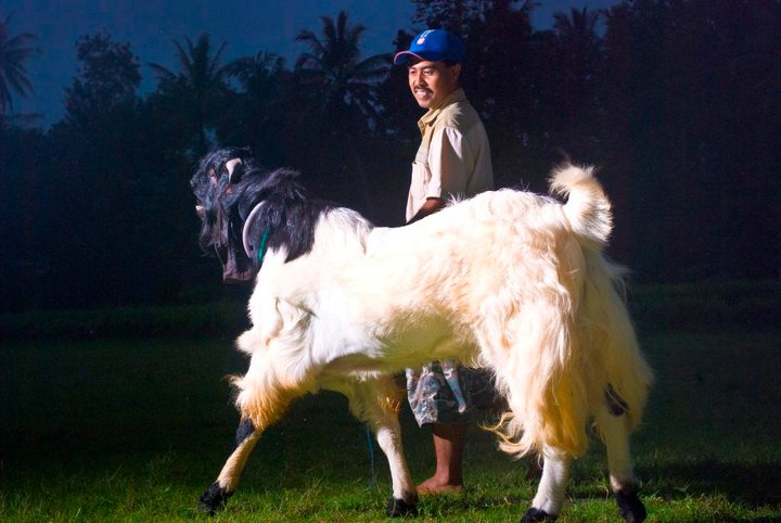 Diet untuk ayam broiler ternak sapi limosin di bandung