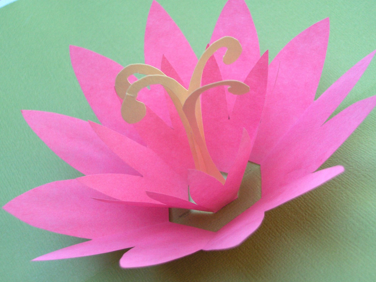 [lotus+close+up.jpg]