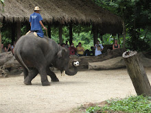 Elephant Show