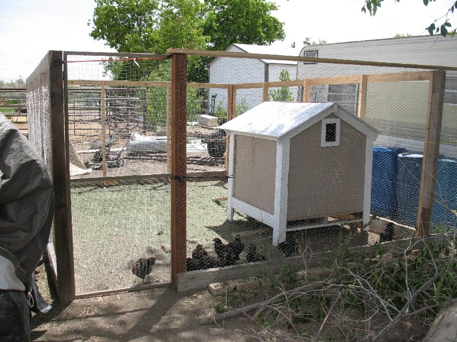 [chicken+yard.jpg]