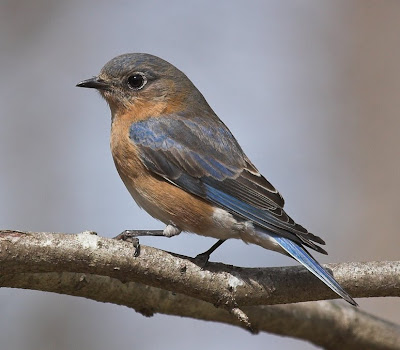 Eastern Bluebird Female