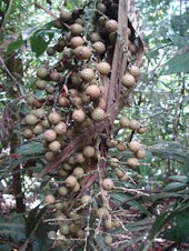 Buah Rotan