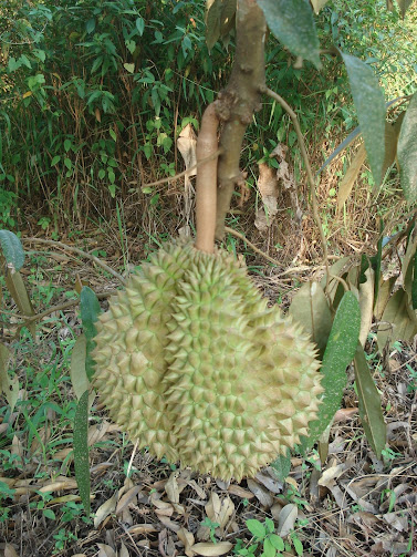 Raja Buah