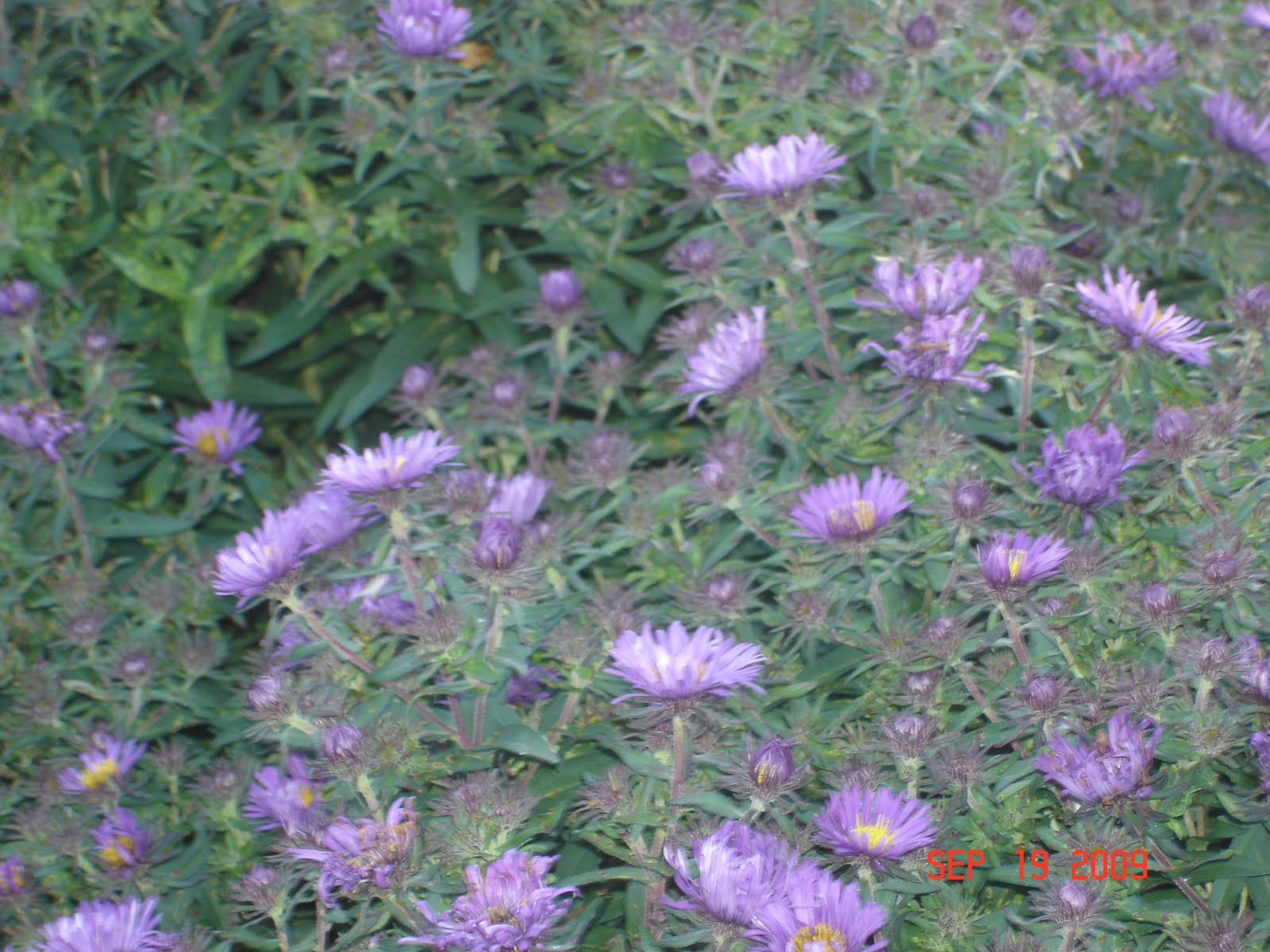 [9-19-09+amish+040.JPG]