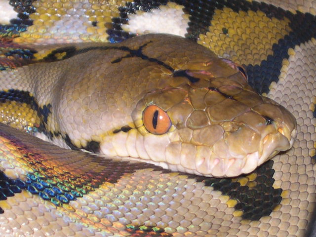 [reticulated+python.JPG]