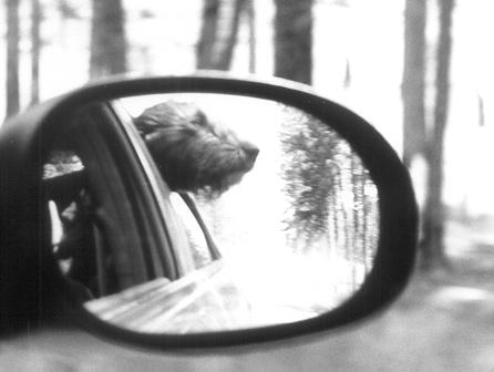 [REARVIEW+copy.JPG]