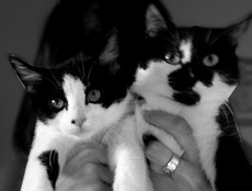 ☆ mes chats