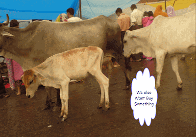 Cows in Market