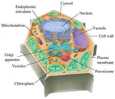 [plant-cell2.jpg]
