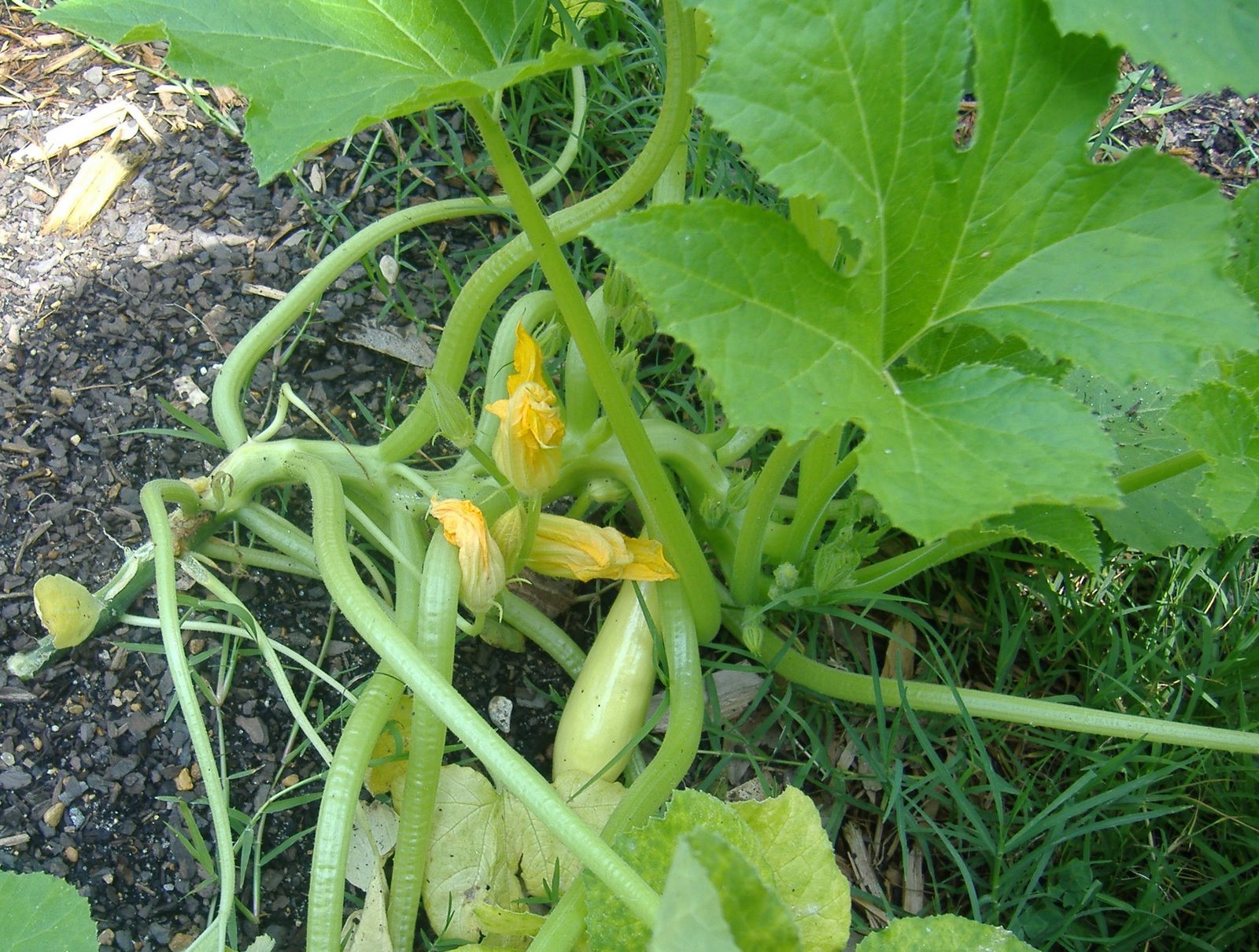 [firstsquash.JPG]