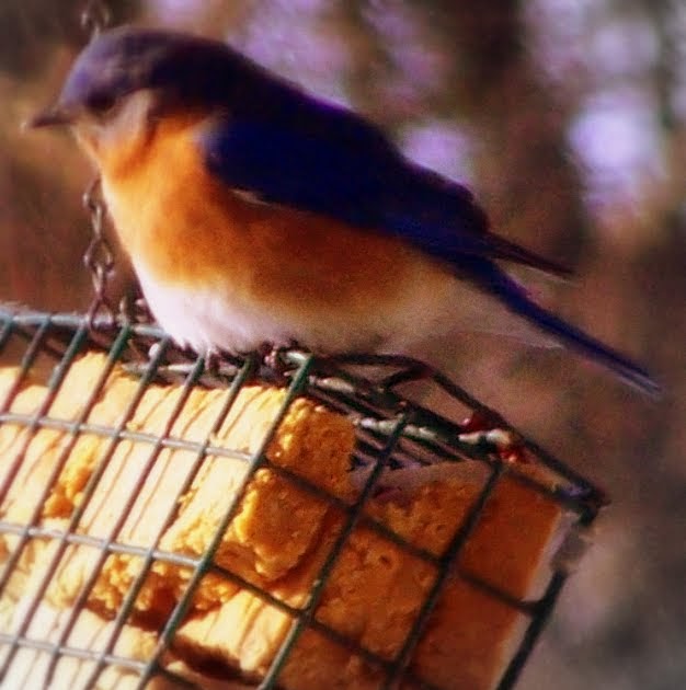 Bird Suet