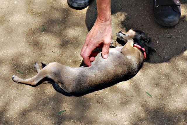 Twinkie Tiny Dog | Teacup Chihuahua | A Dog Blog: Horse Show Time Twinkie Tiny Dog | Teacup Chihuahua | A Dog Blog: Horse Show Time