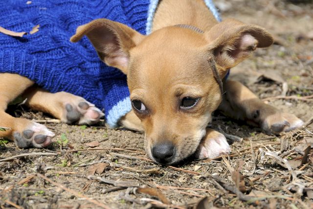 teacup chiweenie puppies for sale teacup chiweenie puppies for sale breeds picture teacup chiweenie puppies for sale teacup chiweenie puppies for sale breeds picture